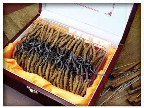 营根镇冬虫夏草回收